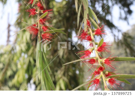 Bottlebrushes flower plant on farm 137899725