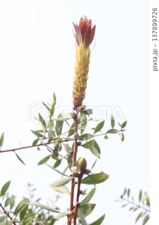 Bottlebrushes flower plant on farm Bottlebrushes flower plant on farm 137899726