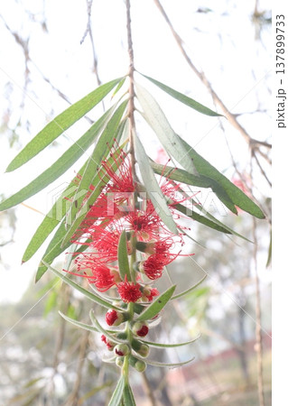 Bottlebrushes flower plant on farm Bottlebrushes flower plant on farm 137899733