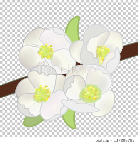 白色木瓜花插圖 白色木瓜花插圖 137899785