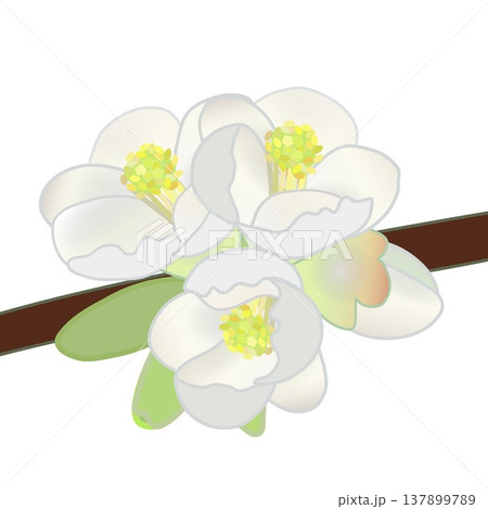 白いボケの花のイラスト 白いボケの花のイラスト 137899789