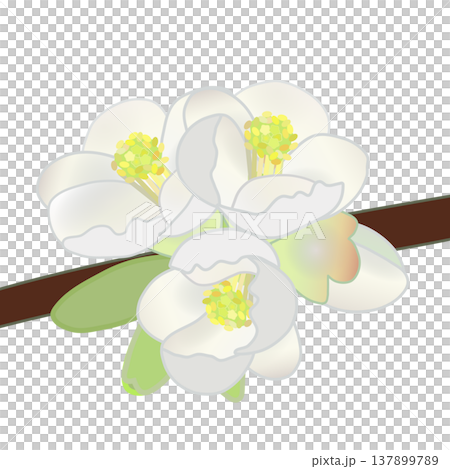 白いボケの花のイラスト 白いボケの花のイラスト 137899789