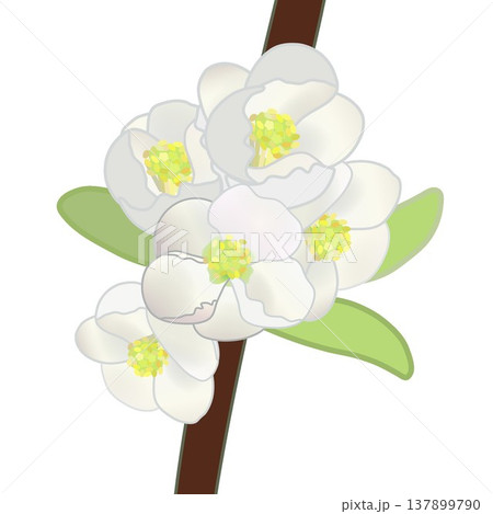 白いボケの花のイラスト 137899790