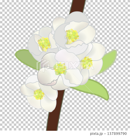 白いボケの花のイラスト 137899790