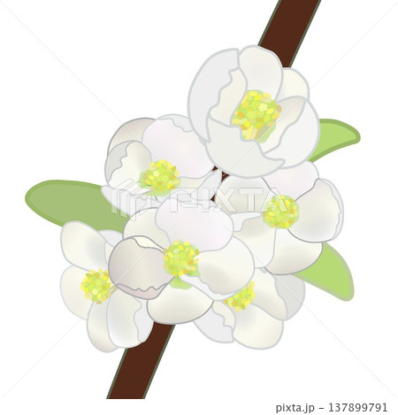 白いボケの花のイラスト 白いボケの花のイラスト 137899791