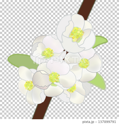 白色木瓜花插圖 白色木瓜花插圖 137899791
