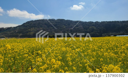 一面菜の花 一面菜の花 137900302