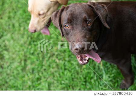 Cute black labrador dog portrait Cute black labrador dog portrait 137900410