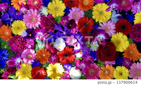 3月の花手水(薔薇・ガーベラ・バンダ・デンファレ・カーネーション)〈菅生神社/愛知県岡崎市〉 3月の花手水(薔薇・ガーベラ・バンダ・デンファレ・カーネーション)〈菅生神社/愛知県岡崎市〉 137900614
