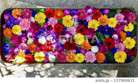 3月の花手水(薔薇・ガーベラ・バンダ・デンファレ・カーネーション)〈菅生神社/愛知県岡崎市〉 137900615