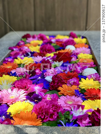 3月の色鮮やかな花手水(薔薇・ガーベラ・バンダ・デンファレ・カーネーション)菅生神社/愛知県岡崎市 137900617