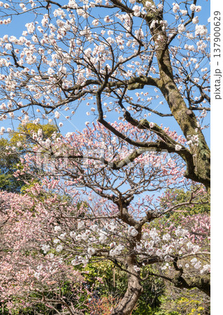 青空に映える白い杏の花と淋子梅 青空に映える白い杏の花と淋子梅 137900629