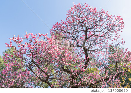 青空に映える淋子梅(りんしばい)の花 青空に映える淋子梅(りんしばい)の花 137900630