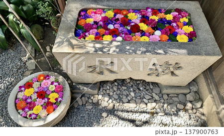 3月の花手水(薔薇・ガーベラ・バンダ・デンファレ・カーネーション)〈菅生神社/愛知県岡崎市〉 137900763