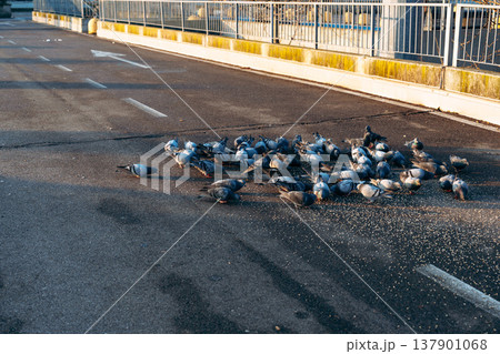 Pigeons gather on road to eat spilled food in city during morning light 137901068