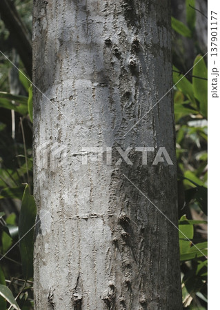 イタヤカエデ(Acer pictum)の樹皮 幹の質感 東北 イタヤカエデ(Acer pictum)の樹皮 幹の質感 東北 137901177