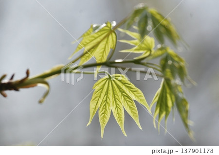 イタヤカエデ（Acer pictum）の若葉　光に透ける新緑　東北 137901178
