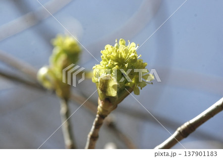 イタヤカエデ(Acer pictum)の蕾 春の陽光 東北 イタヤカエデ(Acer pictum)の蕾 春の陽光 東北 137901183