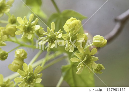 イタヤカエデ(Acer pictum)の花 密集する小花 東北 イタヤカエデ(Acer pictum)の花 密集する小花 東北 137901185