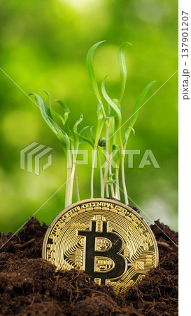 Bitcoin coin grows with plants in soil under bright green background during daytime Bitcoin coin grows with plants in soil under bright green background during daytime 137901207