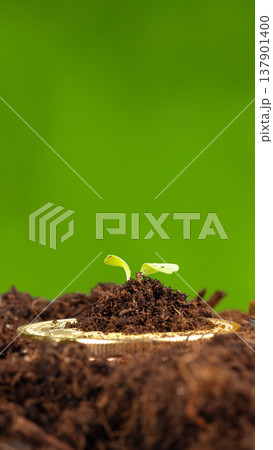 Two small plant sprouts grow from dark soil beside a coin in a green environment Two small plant sprouts grow from dark soil beside a coin in a green environment 137901400