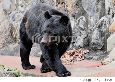 まわりを見渡しながら歩くツキノワグマ② 137901596