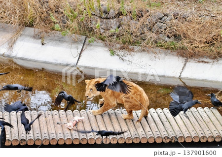 カラスを追い払うライオン 137901600