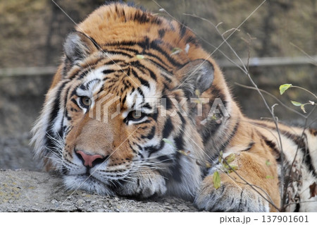 寝そべってこちらを見つめるアムールトラ 137901601
