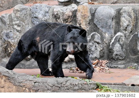 まわりを見渡しながら歩くツキノワグマ① まわりを見渡しながら歩くツキノワグマ① 137901602