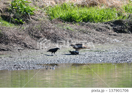 トビが捕らえた獲物を狙うカラスの攻防シーン トビが捕らえた獲物を狙うカラスの攻防シーン 137901706