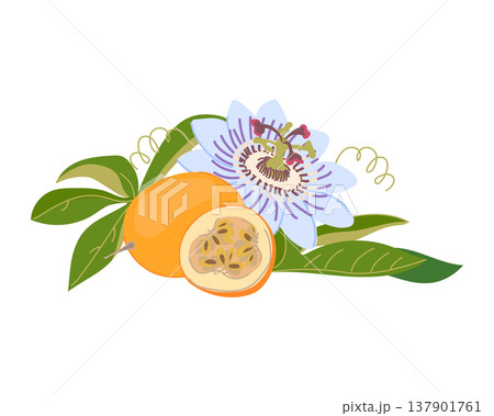 A ripe whole granadilla, its juicy pulp and seeds. Fresh, sweet passion fruit. Tropical arrangement of a whole fruit and a slice. Color vector illustration of a blue passion flower. 137901761