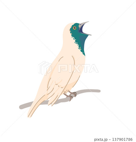 The araponga is a bird native to Brazil, Paraguay, Argentina. Flat style vector illustration of a Bare-throated bellbird. It produces a loud, shrill call, similar to a hammer striking an anvil. 137901786