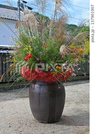 内子町の町並みを彩る秋の草花 ススキや彼岸花が咲き誇る伝統的な大甕の生け花 内子町の町並みを彩る秋の草花 ススキや彼岸花が咲き誇る伝統的な大甕の生け花 137901907