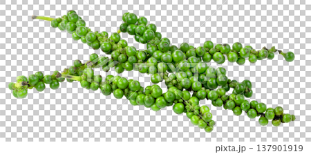 Several bunches of fresh green peppercorns isolated. Raw organic spice seeds on stems for culinary seasoning and food photography. Macro detail of natural spice ingredients. Several bunches of fresh green peppercorns isolated. Raw organic spice seeds on stems for culinary seasoning and food photography. Macro detail of natural spice ingredients. 137901919