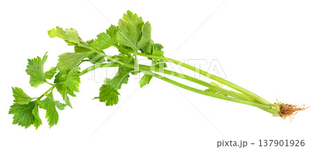 Fresh celery stalk with vibrant green leaves and roots isolated. Perfect for healthy eating, cooking, and nutritional content. Organic vegetable for diet and wellness. Fresh celery stalk with vibrant green leaves and roots isolated. Perfect for healthy eating, cooking, and nutritional content. Organic vegetable for diet and wellness. 137901926