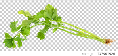Fresh celery stalk with vibrant green leaves and roots isolated. Perfect for healthy eating, cooking, and nutritional content. Organic vegetable for diet and wellness. Fresh celery stalk with vibrant green leaves and roots isolated. Perfect for healthy eating, cooking, and nutritional content. Organic vegetable for diet and wellness. 137901926