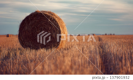 Round hay bales are sitting in a farm field. Rolls of hay in the summer field with blue sky. Round hay bales are sitting in a farm field. Rolls of hay in the summer field with blue sky. 137901932