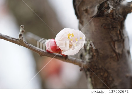 春《梅の花》 春《梅の花》 137902671