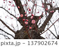 春《梅の花》 春《梅の花》 137902674