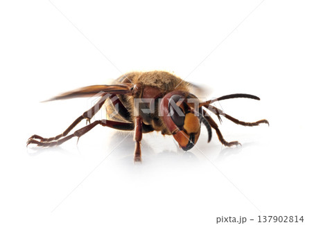 European hornet in studio European hornet in studio 137902814