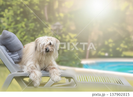 Pyrenean Sheepdog in nature 137902815