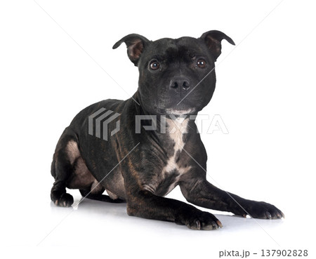 staffordshire bull terrier staffordshire bull terrier 137902828
