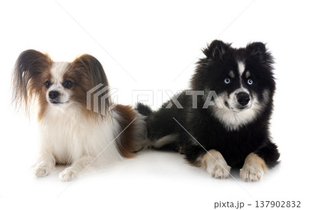 papillon dog and pomsky papillon dog and pomsky 137902832