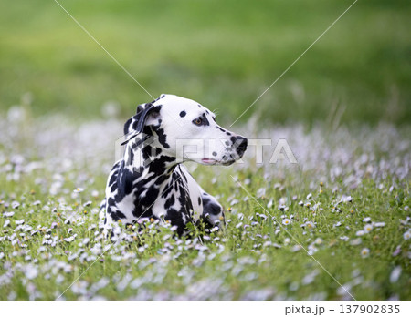 dalmatian in nature 137902835