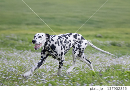 dalmatian in nature dalmatian in nature 137902836