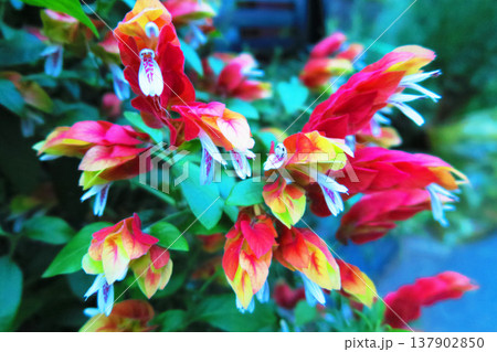 コエビソウの花の風景 コエビソウの花の風景 137902850