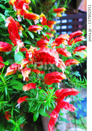 コエビソウの花の風景 コエビソウの花の風景 137902851