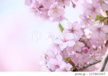 桜満開 桜満開 137903207