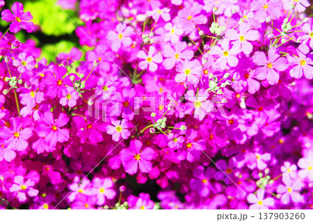 西洋サクラソウ（プリムラ・マラコイデス）の花の風景 137903260