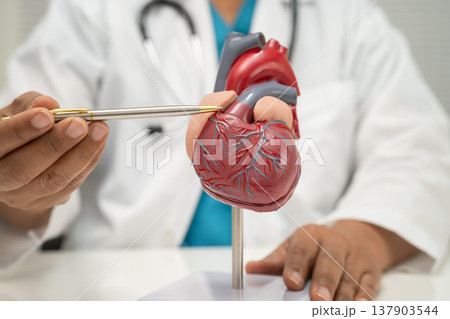 Cardiovascular disease CVD, doctor with heart human model. 137903544